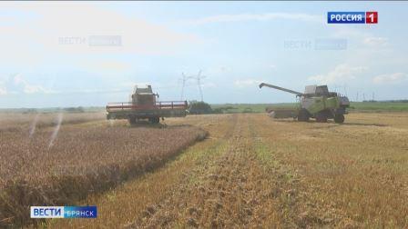 На Брянщине рекордная урожайность пшеницы