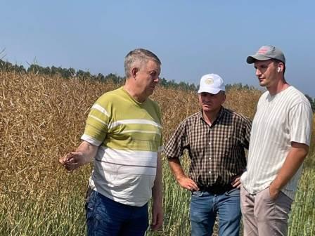 В Брянской области началась уборка рапса