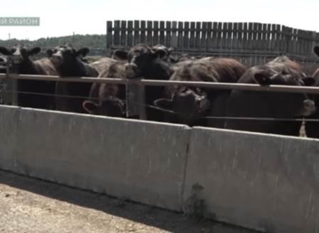 Делегация аграриев из Приморья побывала на животноводческих площадках «Мироторга»