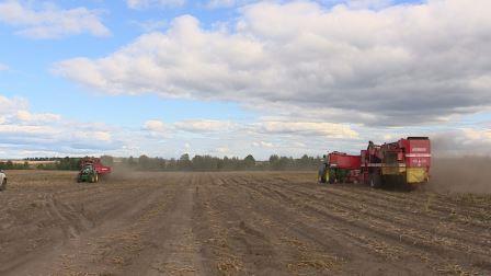 Брянские аграрии завершили уборку картофеля ранних сортов