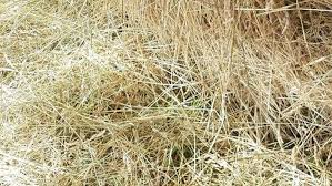 В Мглинском районе  стартовал месячник «Сухая трава»