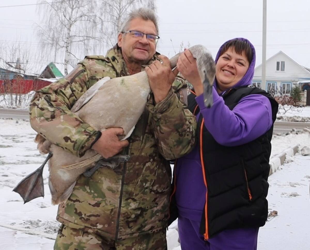 В брянском Стародубе раненный в схватке с лисой лебедь пришел к людям