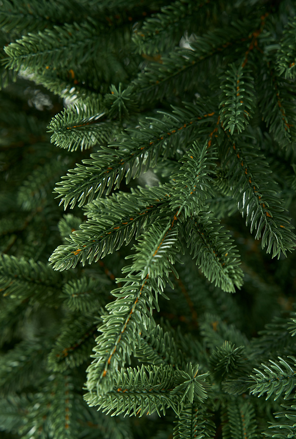 Мглинское лесничество о заготовке, отпуске и охране деревьев хвойных пород для предстоящих новогодних праздников