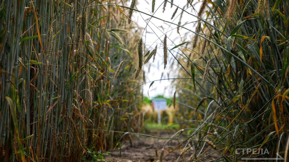 В Брянской области гранты «Агростартап» в прошлом году охватили 12 получателей