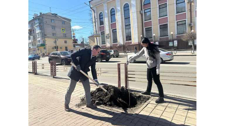 В Брянске на проспекте Ленина высадили 10 австралийских клёнов