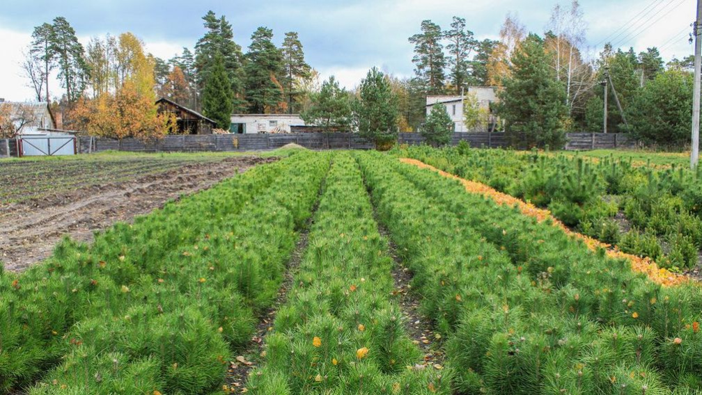 В Брянской области продолжается весенний лесокультурный сезон