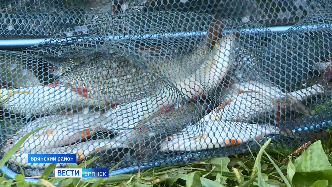 На Брянщине провели фестиваль по любительской ловле рыбы