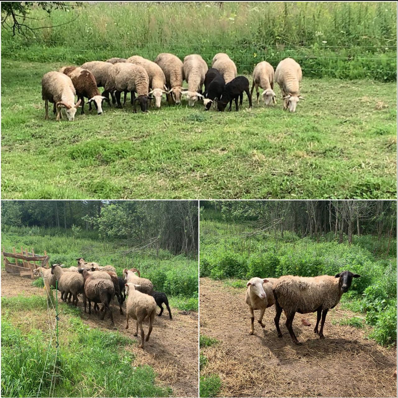Мглинчанка благодаря соцконтракту реализует бизнес-идею по разведению овец