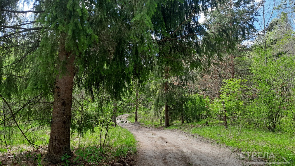 В Брянской области на «Сохранение лесов» в этом году выделят более 390 млн рублей