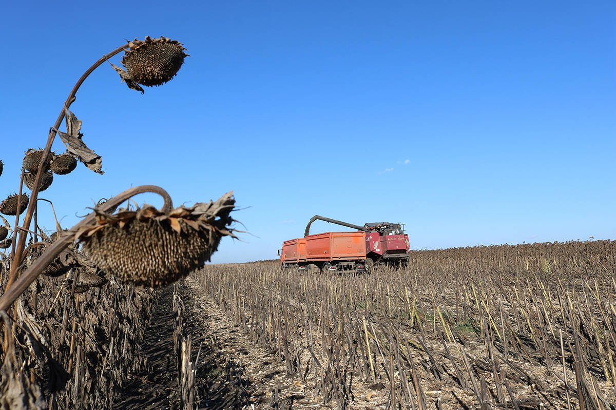 В Комаричском районе на Брянщине  убирают подсолнечник
