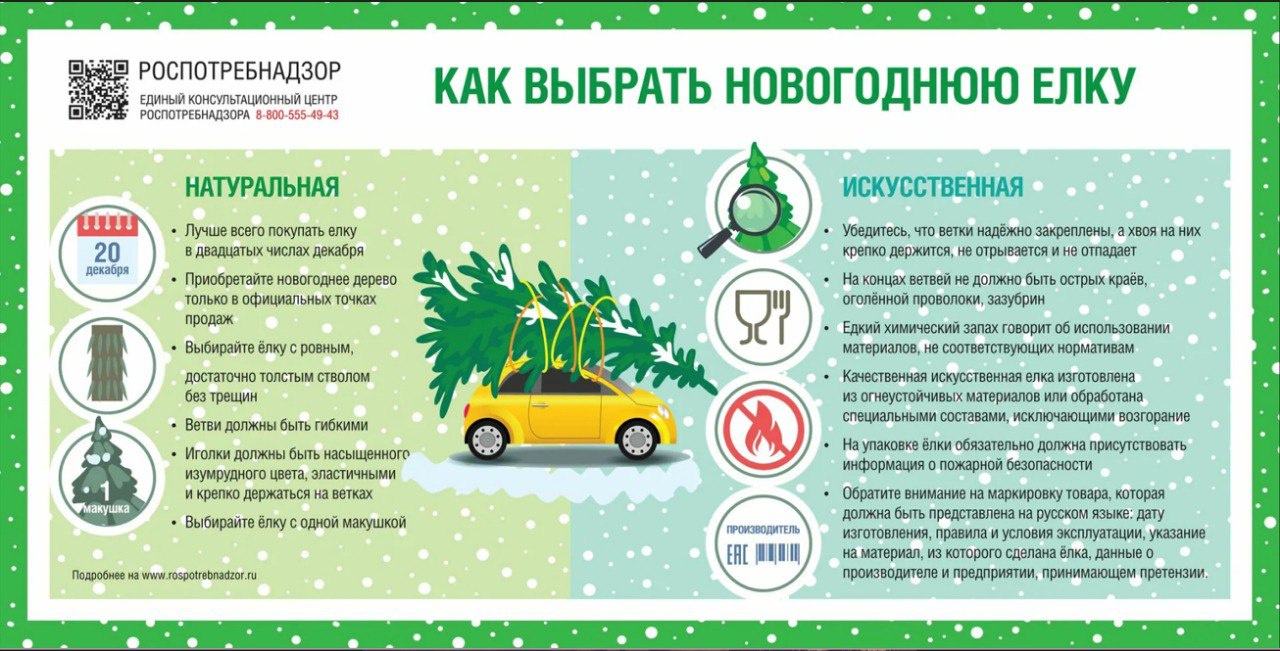 Мглинчанам дают рекомендации как правильно выбрать новогоднюю ель