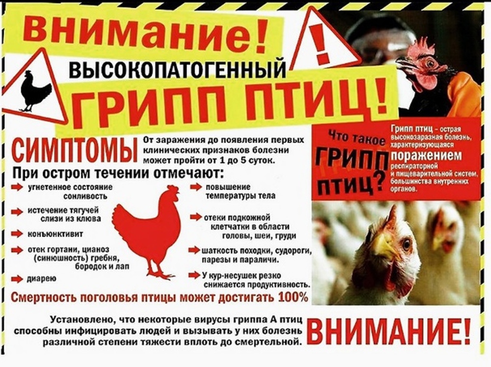 Высокопатогенный грипп птиц