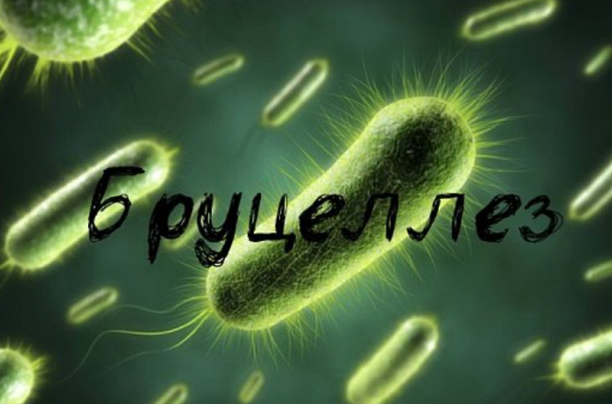 Мглинчанам рассказывают о бруцеллезе