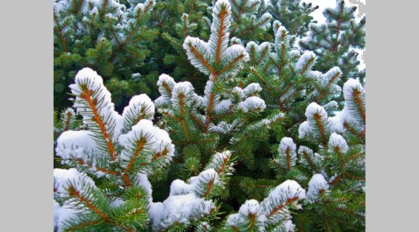 На территории Брянской области усилена охрана елей и деревьев других хвойных пород для новогодних праздников