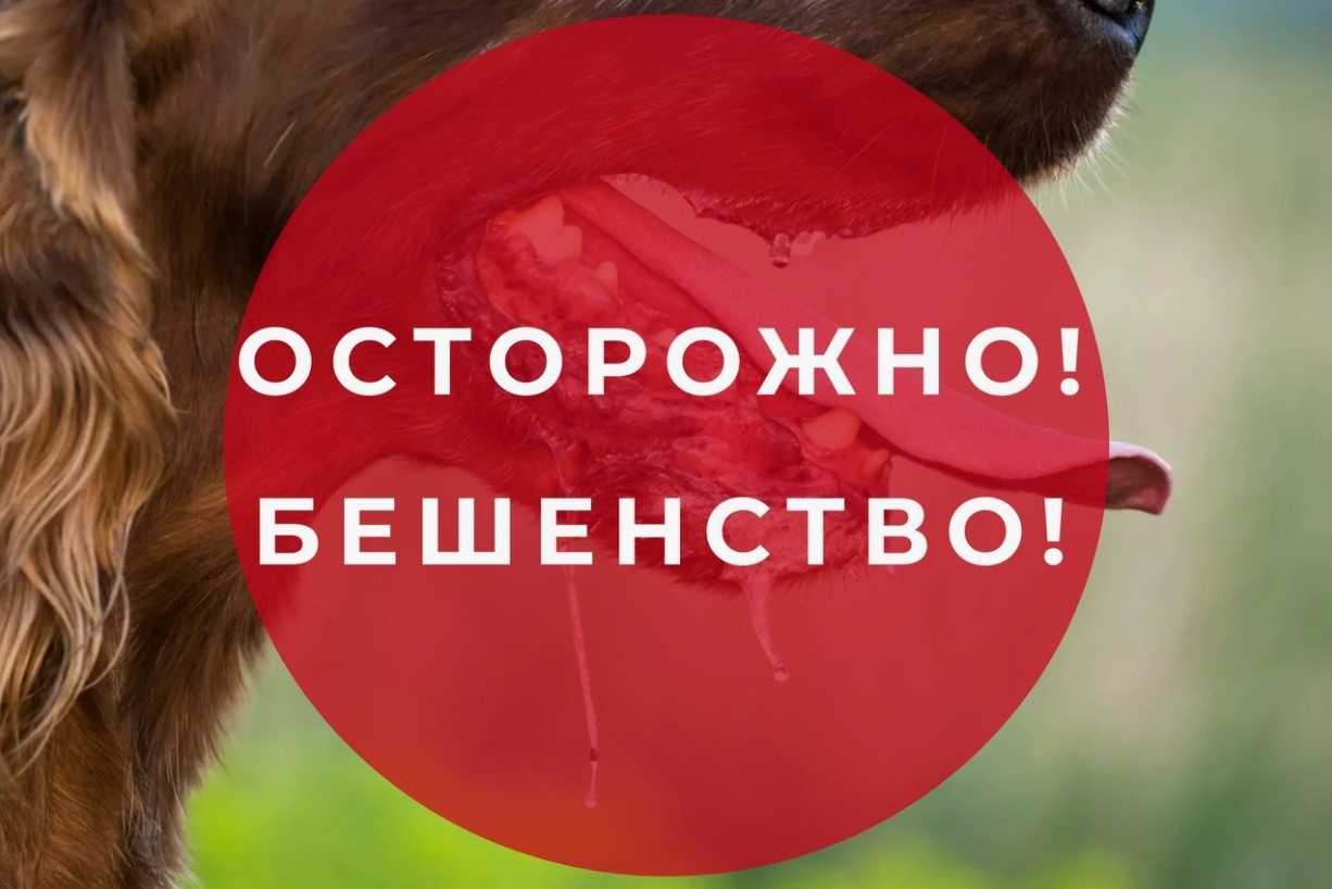 Мглинчанам рассказали об опасной болезни животных