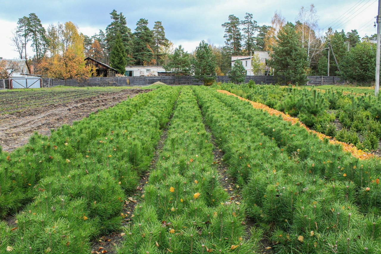 В 2026 году в Брянской области восстановят более 3,5 тыс. гектаров леса