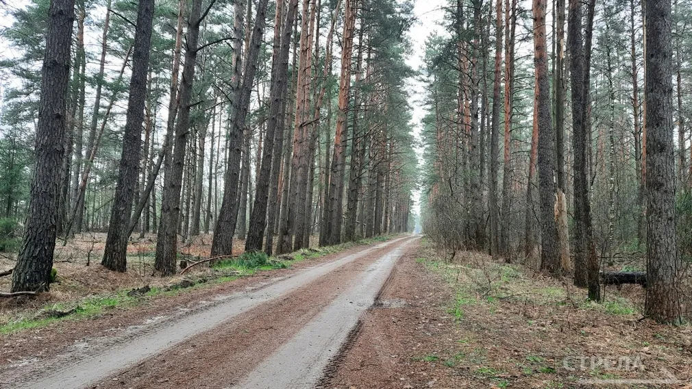 Брянский регион успешно восстанавливает лесные массивы