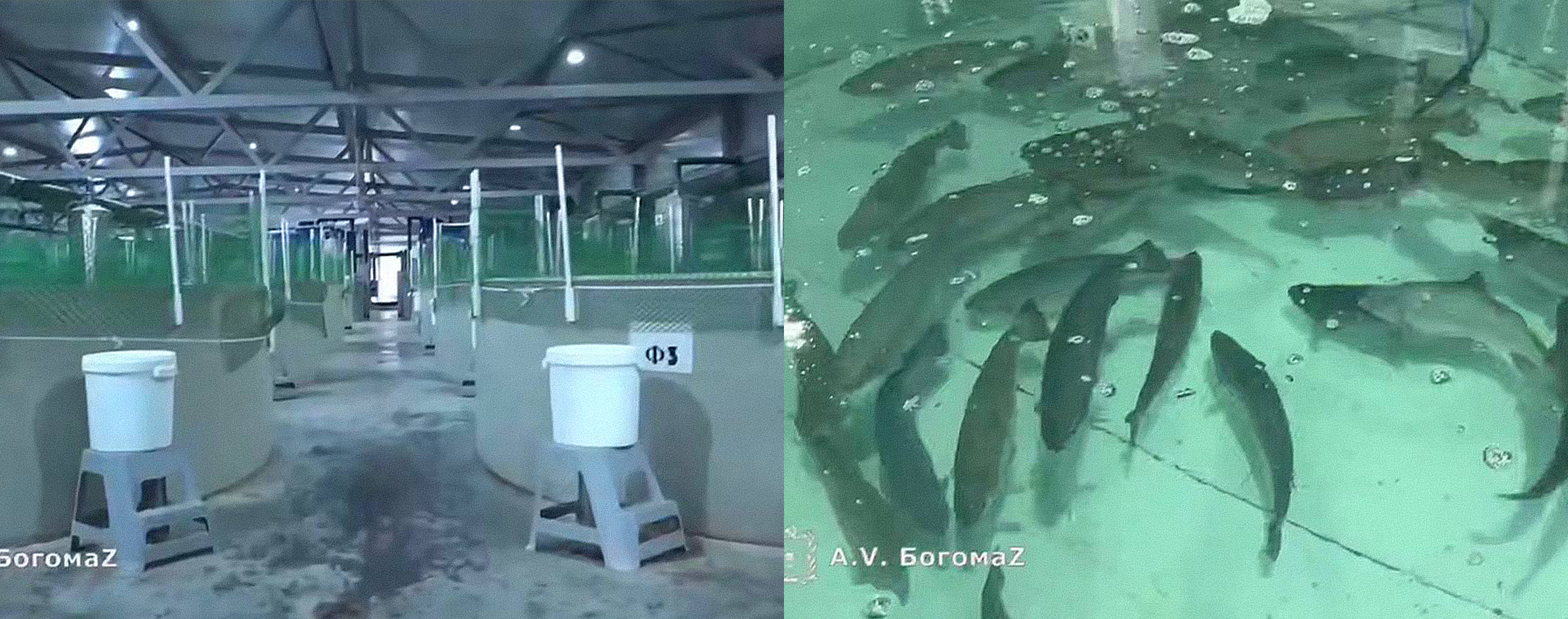 Рыбная ферма «Александрия» в Брянской области построит цех по переработке осетра и форели