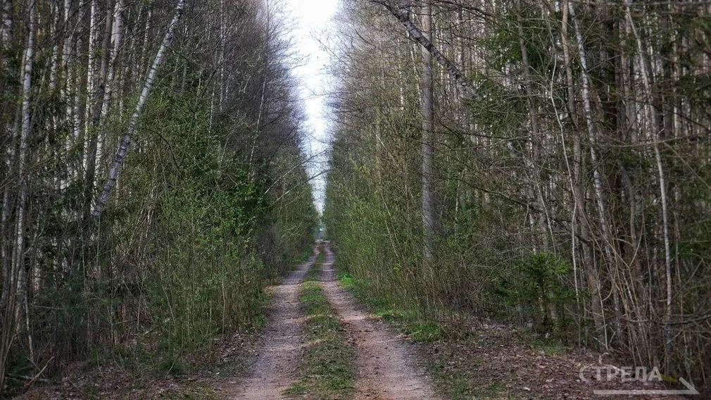 Брянские лесхозы вошли в топ ЦФО по сбору семян для восстановления зелёного фонда