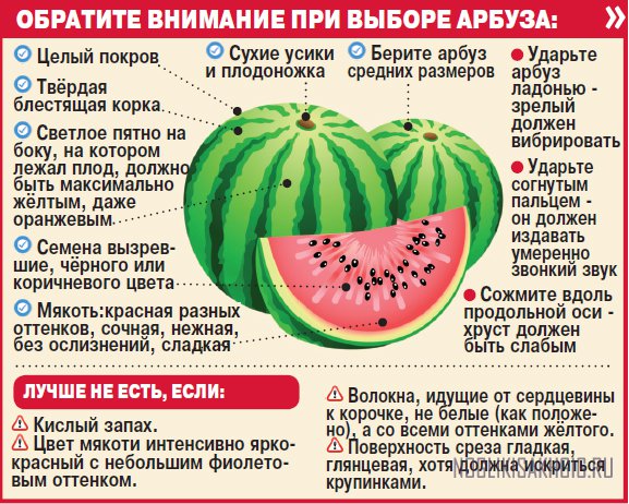 Мглинчанам дают рекомендации по покупке бахчевых культур
